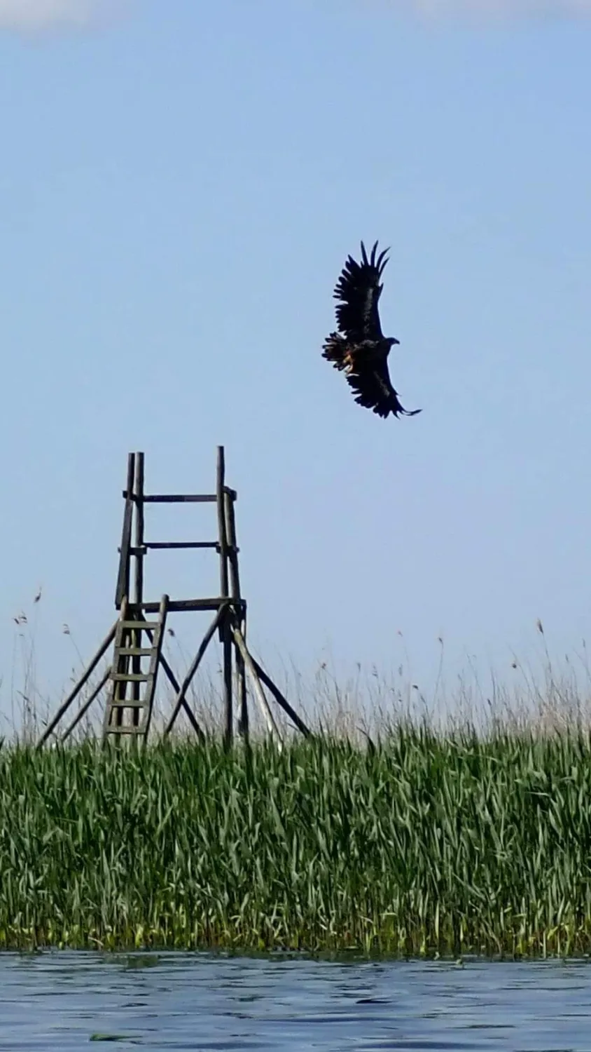 Ein fliegender Adler